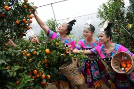 云遇中国 遇见荔浦砂糖桔图片