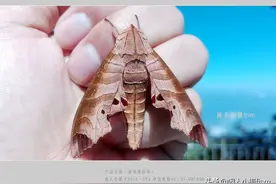 聊手机摄影（12）手机昆虫摄影，如何拍出神形兼备，有质感的作品图片
