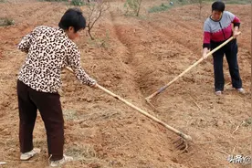 农民种地都说不挣钱，为什么都还在种？老人说出心里不想说的话图片