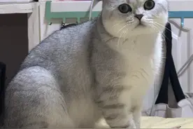 银渐层猫：猫咪中的女神!图片