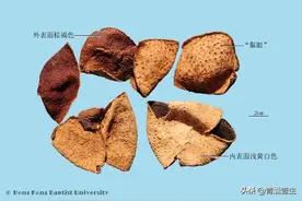每日学本草——陈皮图片