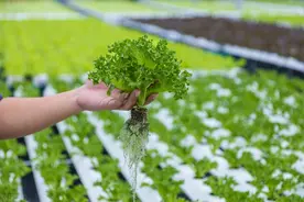 轻松学会水培植物的种植方式图片