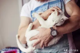 天啦撸~你见过16只猫一起绝育吗图片