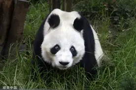 旅墨大熊猫“双双”35岁生日当天去世图片