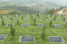 新型殡葬方式已在国内试点实行，火葬即将被淘汰难道是真的吗？图片