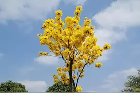 黄花风铃木图片
