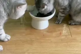 母猫占着碗吃猫粮，公猫只能一颗颗往外扒着吃，网友：猫咪也是“耙耳朵”图片