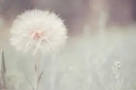 一个女人长期单身，往往说明了三个问题图片