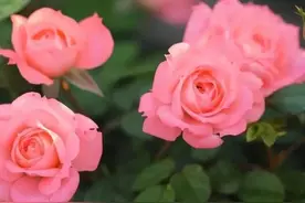 儿媳接公公回家图片