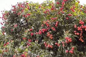 “荔”久弥新｜大岭山杨屋村：“红色村”里古荔红，摘荔达人“树上飞”图片