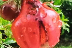 5.17说“春雨”图片