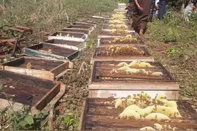 缅甸掸邦养蜂人的蜂巢被人故意破坏，火烧、石砸、喷药图片