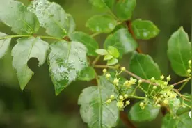 藤茶及其分布图片