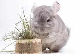 思路打开！除了小猫小狗，还有这些适合家养的小宠物可以了解一下图片