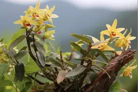 5种“仙草花”，不仅花漂亮，采摘熬成汤，去病又养人图片