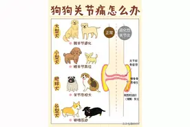 不管是大型犬、小型犬都非常容易患有关节疾病图片