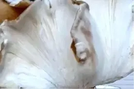 5斤重的鸡枞菌，快来看看有多大图片
