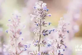 适合春天发朋友圈的诗句，浪漫又唯美图片