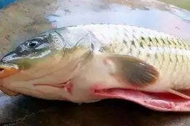 含“寄生虫”最多的2种鱼，鱼贩子宁愿丢掉也不吃（必看）图片