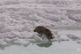 青海：雪豹误闯“翡翠湖”警民联手成功救助图片