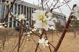 树绿了花开了 生命的意义在于还能感受 春暖花开莺歌燕舞的春天 元姆图片