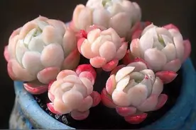 五种带香味的多肉，你家有吗？好看、好养、还好闻图片