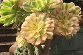 多肉法师怎么养？做好2点，冬天夏天都很美，状态更好，长成多头图片