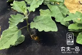 防草布真能防草么？如何正确使用，效果更佳？图片