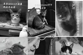 信元发育宝下架涉事猫粮 猫主人们还有这些诉求图片