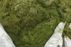 青岛企业研发浒苔治理微生物制剂图片