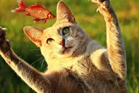 猫吃鱼为何不容易被卡住图片