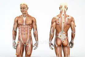 您身体的肌肉有一些是您控制不了的？您知道吗？图片
