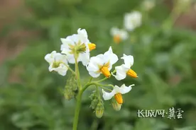 张家口：马铃薯花开绽放丰收的“薯光”图片