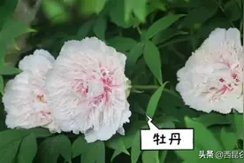 价值10万！洛阳牡丹“银丝贯顶”盛开，5名保安守护，有何神奇呢图片