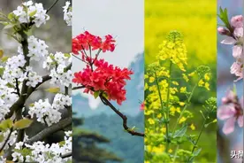 相约安徽·向春而行丨相约安徽春花醒，最美皖南入梦来图片