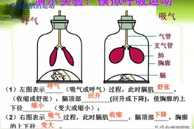 七年级生物下册，期末必考考点——人体的八大系统，非常重要图片