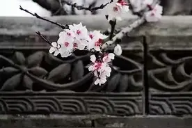 一年又一年「散文」图片