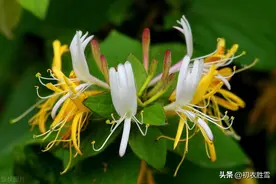 忍冬花金银花六首：蓬门不识金银气，唤取芳名作忍冬图片