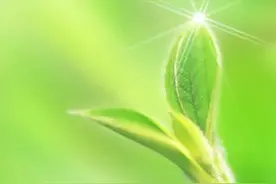 护眼壁纸：绿色背景壁纸，让劳累的眼睛休息一下图片
