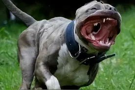 路遇“恶犬”，千万别慌，可以打这几个部位自救图片
