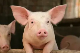 关于猪的冷知识你知多少？嗅觉和狗一样灵敏，还会吃自己的粪便？图片