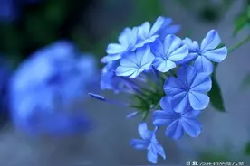 自己整理，120种野花图鉴，大图 （一）图片