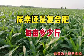 玉米何时追肥？追肥用尿素还是复合肥？4种情况，老农教你别错了图片