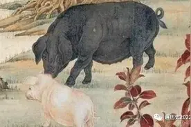 作为六畜之一的猪，究竟是为何不能成为古人的主流食物？图片