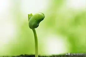 “春吃芽”，这4种芽菜别错过，养肝去春燥解春乏，不懂吃可惜了图片