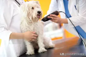 高速公路救狗的民间组织和拦车者涉嫌违法犯罪图片