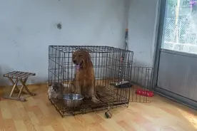 狗狗目睹同类被宰杀，吓得蜷缩在笼子不敢出来，狗狗的反应看哭了图片