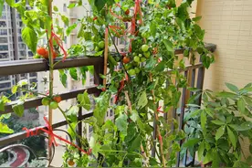 家庭种菜之小番茄的“种植方法”，越长越壮实茂盛，果子非常多图片