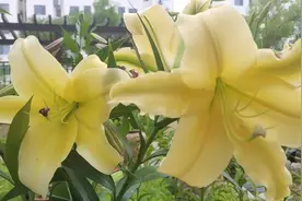 百合北方的露天种植图片