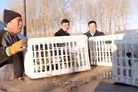黑龙江大叔养会飞大鹅，投资百万却被大雁拐跑，半年后带回上千只图片